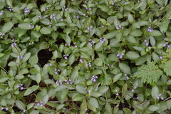 Stachytarpheta jamaicensis